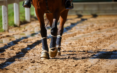 L’impact de la subirrigation de carrière équestre dans l’Indre sur la santé des chevaux et leur confort